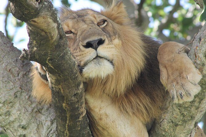 6-Day Queen Elizabeth and Mburo Luxury Safari - Heading Back: Masaka Lunch, Equator Stop, and Entebbe Wind-Down
