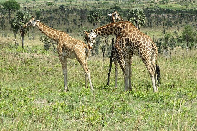 6 Days Chimps, Gorillas & Murchison Falls Africa's Big Five Experience Safari - Key highlights at a glance