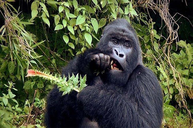 6 Days Chimps, Gorillas & Murchison Falls Africa's Big Five Experience Safari - Price and value: what $4,650 really buys