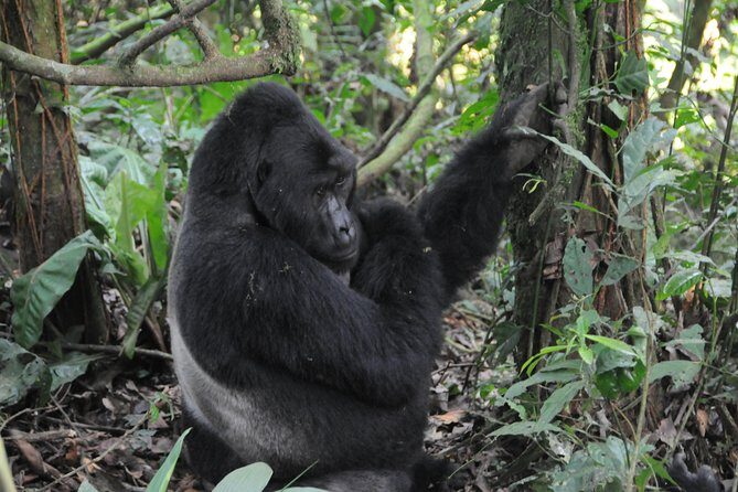6 Days Chimps, Gorillas & Murchison Falls Africa's Big Five Experience Safari - Day 2: Northern Delta Nile wildlife drive + boat cruise to the falls