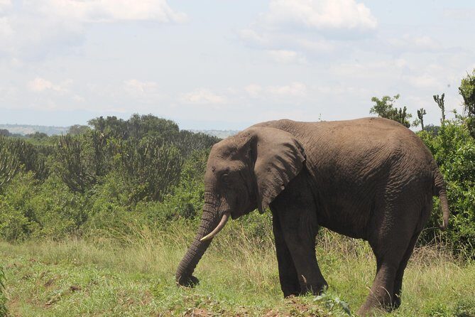 7-Day Murchison Falls, Chimps & Gorilla Trekking - Key highlights you’ll actually feel in your trip