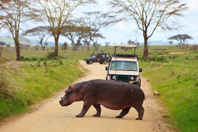 7-Day Private Uganda Gorilla Tracking Safari Tour From Entebbe - Gorilla tracking in Bwindi: how the morning works and what to bring