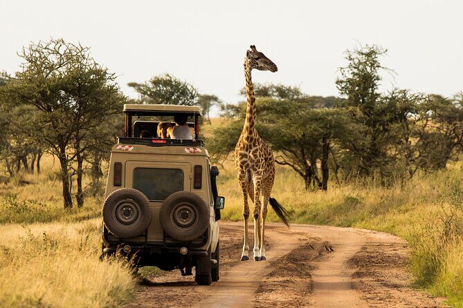 7-Day Private Uganda Gorilla Tracking Safari Tour From Entebbe - Masaka Road Stops and Tea Country on the way to Queen Elizabeth