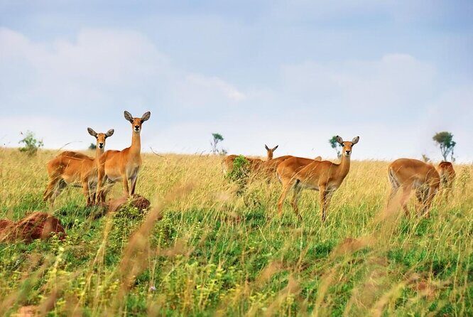 7-Day Uganda Adventure Safari - Midrange Lodges - Key highlights in plain terms