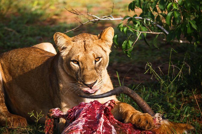 7-Day Uganda Adventure Safari - Midrange Lodges - Murchison Falls: early drives, then the boat to the falls