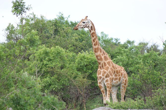 7-Day Wildlife Adventure Safari - Day 5: Murchison Falls National Park Day Trip With a Possible Evening Drive
