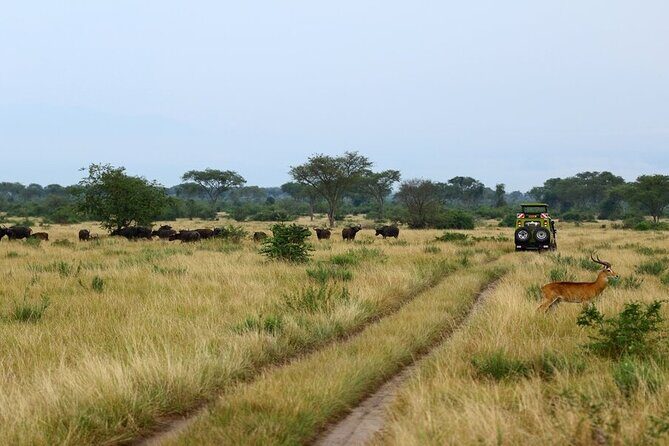 7 Days Flying Gorillas and Wildlife Safari Uganda Private Tour - A Gorilla-First Safari That Also Gets You the Chimp Plot Right