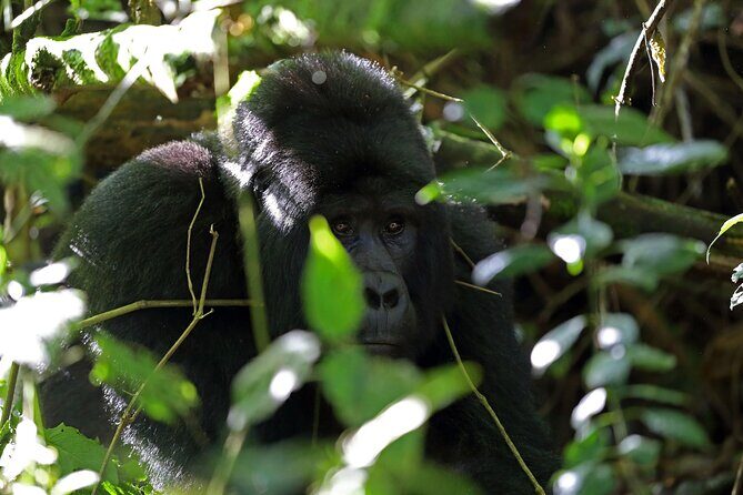 7 Days Flying Gorillas and Wildlife Safari Uganda Private Tour - Your Money’s Worth: Price, Permits, and the Hidden Costs This Tour Saves You