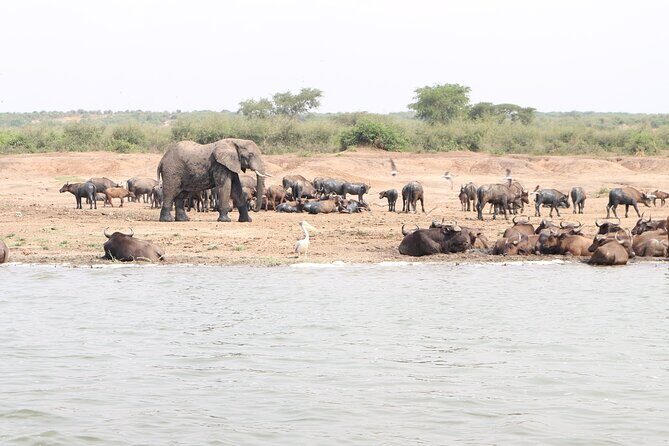 7 Days Flying Gorillas and Wildlife Safari Uganda Private Tour - Guide Quality and Planning: The Part You Only Notice When It’s Done Well