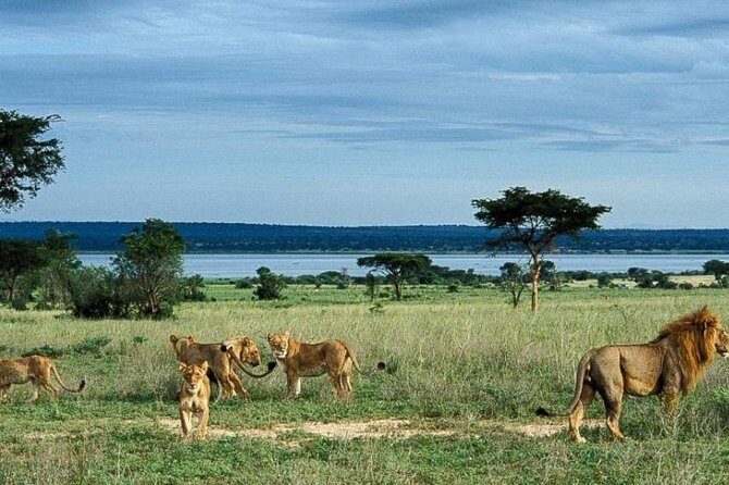 8-Day Murchison Falls, Chimp and Epic Gorilla Trekking Safari - The Big Picture: Why This 8-Day Circuit Works
