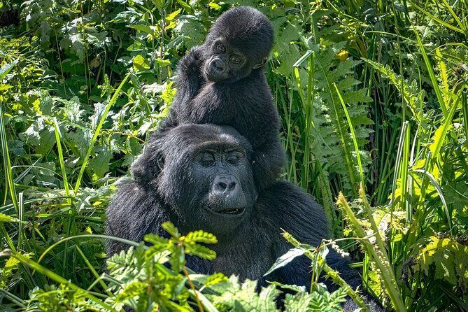 8-Day Private Uganda Big 5 Luxury Safari with Gorillas and Chimps - Uganda’s Big 5 route works because it matches the wildlife