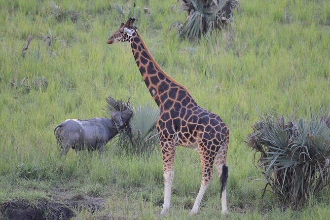 8-Day Private Uganda Big 5 Luxury Safari with Gorillas and Chimps - Queen Elizabeth’s Kasenyi game drive plus Kazinga Channel boats