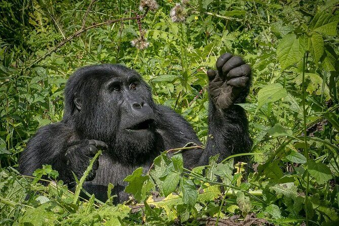 8-Day Private Uganda Big 5 Luxury Safari with Gorillas and Chimps - Extra lion programs: tree-climbing and lion experiential tracking