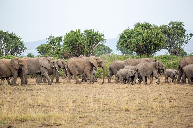 8-Day Private Uganda Big 5 Luxury Safari with Gorillas and Chimps - Murchison Falls: 43m thunder and the Albert Nile at work