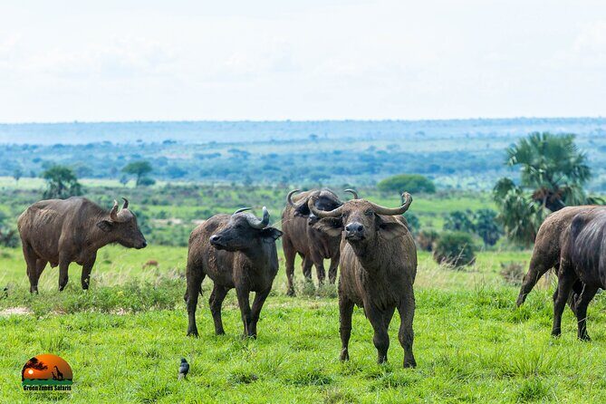 8 Days Gorillas, Primates & Wildlife Safari Uganda Safari - Community Walk With the Batwa: Culture Time, With a Cost Note
