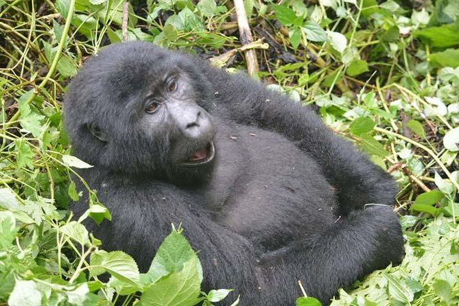 8 days Murchison Falls, Chimpanzee & Gorilla Trekking Safari - Value Check: What Your $4,209 Price Really Covers