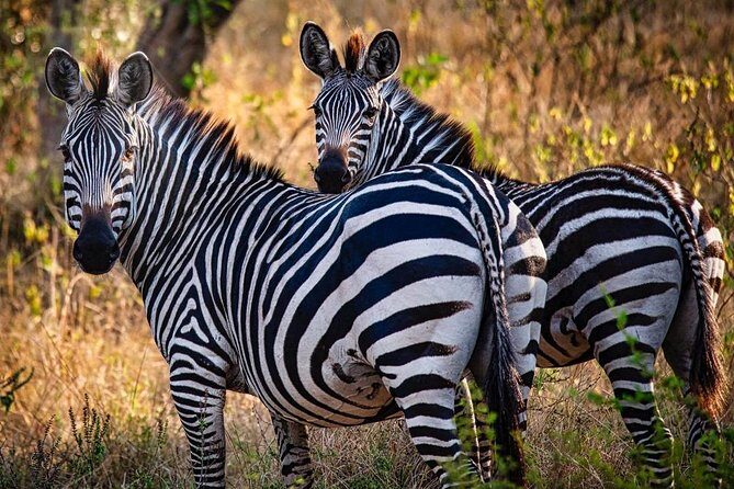 8 Days Uganda Primates Safari - Chimp trekking at Kanyanchu: the briefing is part of the experience