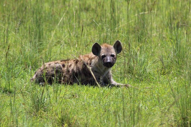 8 Days Uganda Primates Safari - Bigodi Swamp walk: more primates beyond the chimp moment