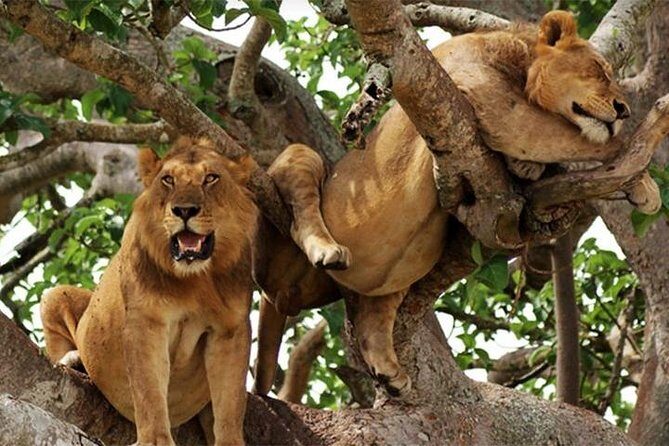 8 Days Uganda Primates Safari - Queen Elizabeth National Park: classic big-game sightings and leopard odds