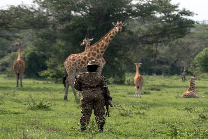 8 Days Uganda Primates Safari - Kibale Forest National Park: tea country drives and a kings-palace stop