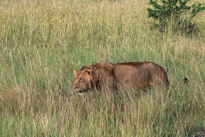 9-Day Private Uganda Wildlife Safari - Day 9 Entebbe flight out: Kihihi or Kisoro to reset and fly home