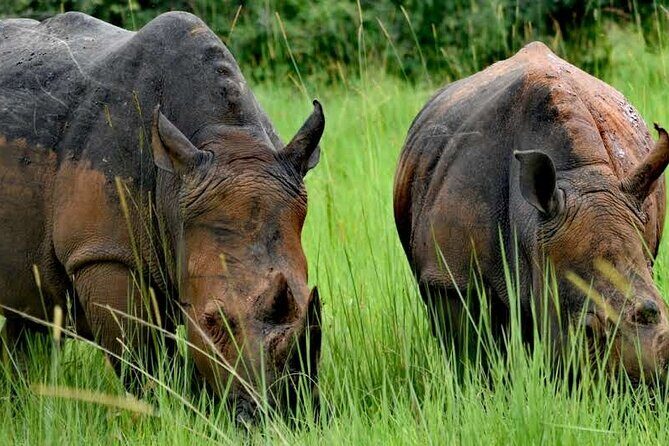 A Thrilling 1-Day Rhino Tracking Tour in Uganda - Key Things to Know Before You Go