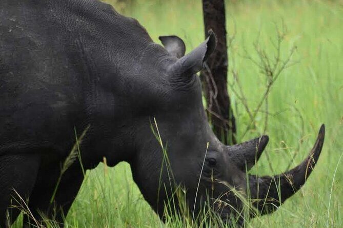 A Thrilling 1-Day Rhino Tracking Tour in Uganda - Kampala to Ziwa: Timing, Pickup, and What to Pack