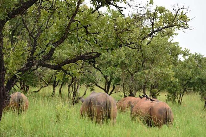 A Thrilling 1-Day Rhino Tracking Tour in Uganda - Wildlife and Bird Spotting Between Sightings