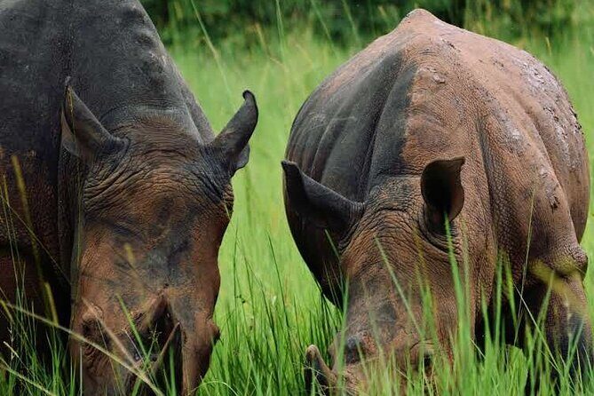 A Thrilling 1-Day Rhino Tracking Tour in Uganda - Price and Value: Is $377 Fair for a Rhino Tracking Day?