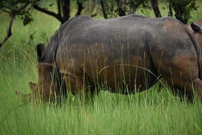 A Thrilling 1-Day Rhino Tracking Tour in Uganda - Who Should Book This Rhino Tracking Tour (and Who Might Skip It)