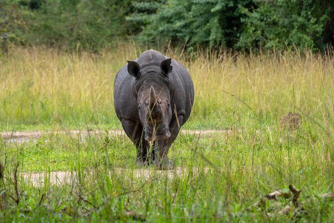 A Thrilling 1-Day Rhino Tracking Tour in Uganda - Should You Book This 1-Day Rhino Tracking Tour?