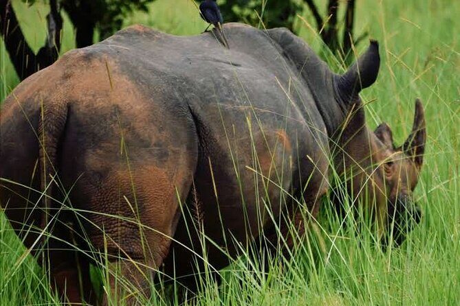 A Thrilling 1-Day Rhino Tracking Tour in Uganda - Entering Ziwa Rhino Sanctuary: What Makes This Setting Special