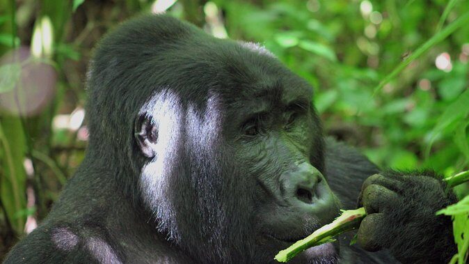 Bwindi Gorilla Safari - 3 Days - Bwindi at a Glance: What This 3-Day Gorilla Track Really Is