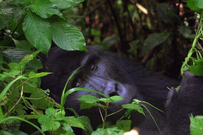 Bwindi Gorilla Safari - 3 Days - Day 3: The Return Drive and What to Do With Your Evening