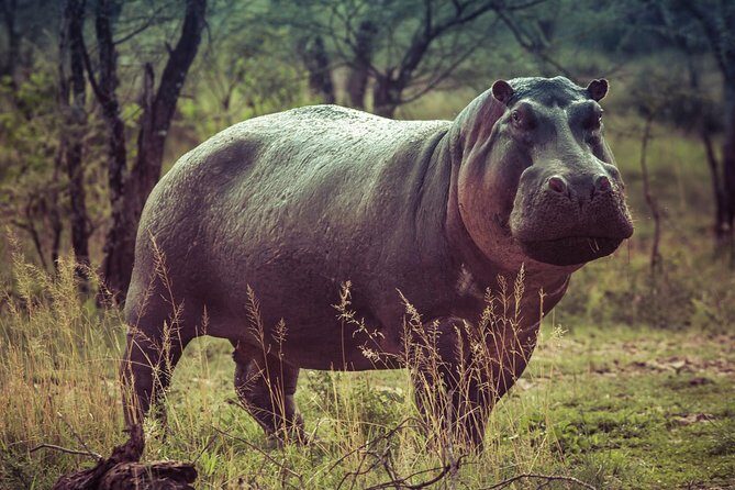 Bwindi impenetrable Kenya Tanzania Gorilla Safari 14 days 13 nights - Price and value: what $18,000 covers (and what it doesn’t)