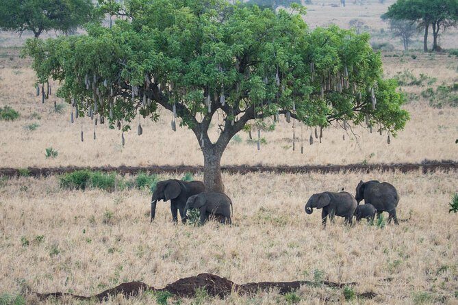 Eight days cultural and wildlife tour in Uganda - Getting oriented in Kampala and kicking off in Jinja