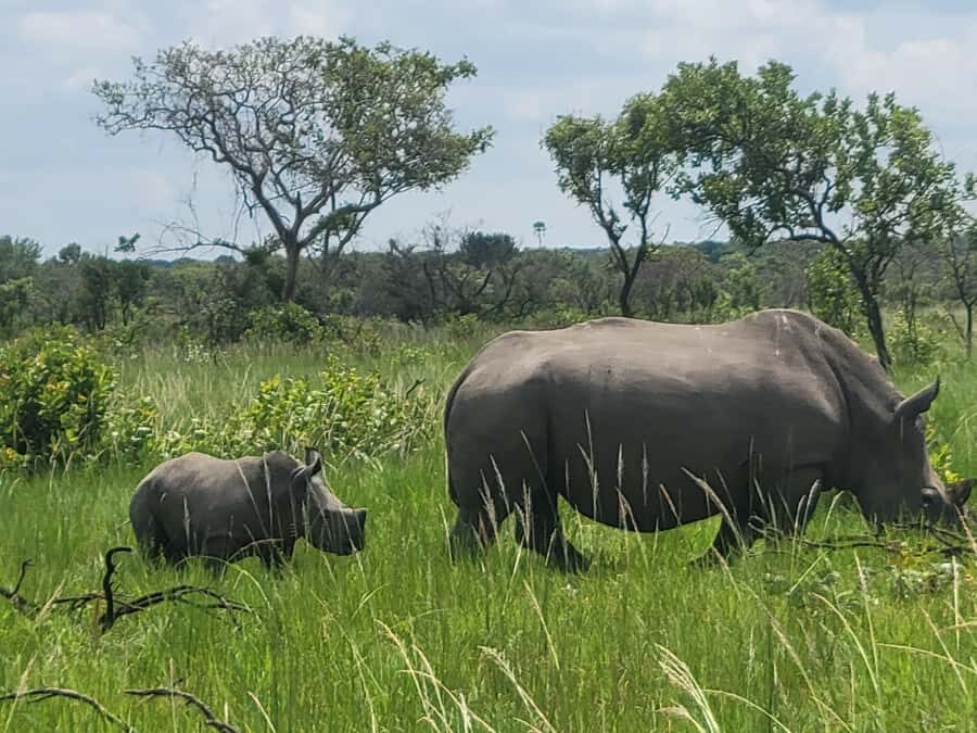 From Kampala: Ziwa Rhino Sanctuary Day Tour with Lunch - Breakfast stop: fueling up before the safety briefing
