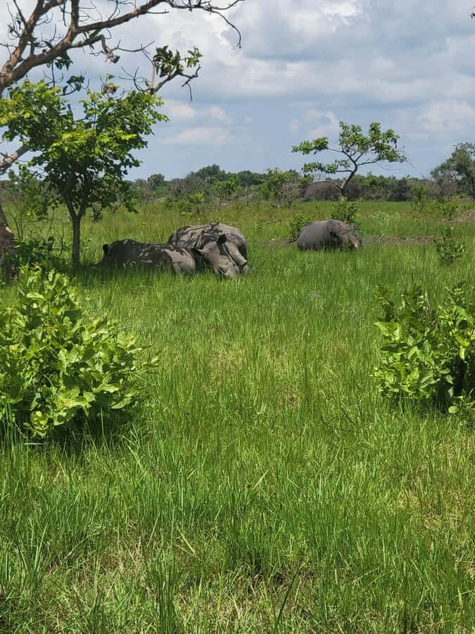 From Kampala: Ziwa Rhino Sanctuary Day Tour with Lunch - Lunch at the sanctuary: real fuel after the trek