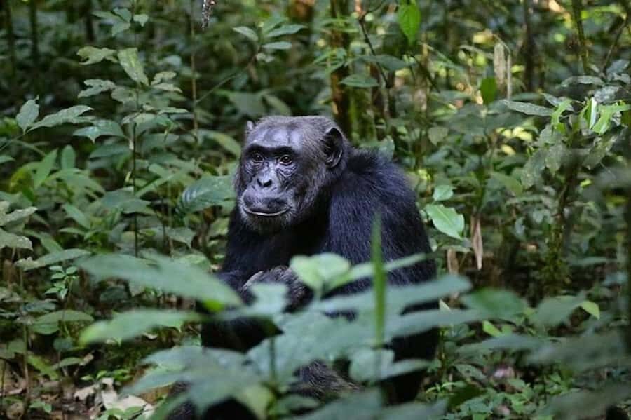 From Kigali: 1-Day Gorilla Trekking in Uganda - Kigali to Mghahinga: the 3:00 AM start that actually works