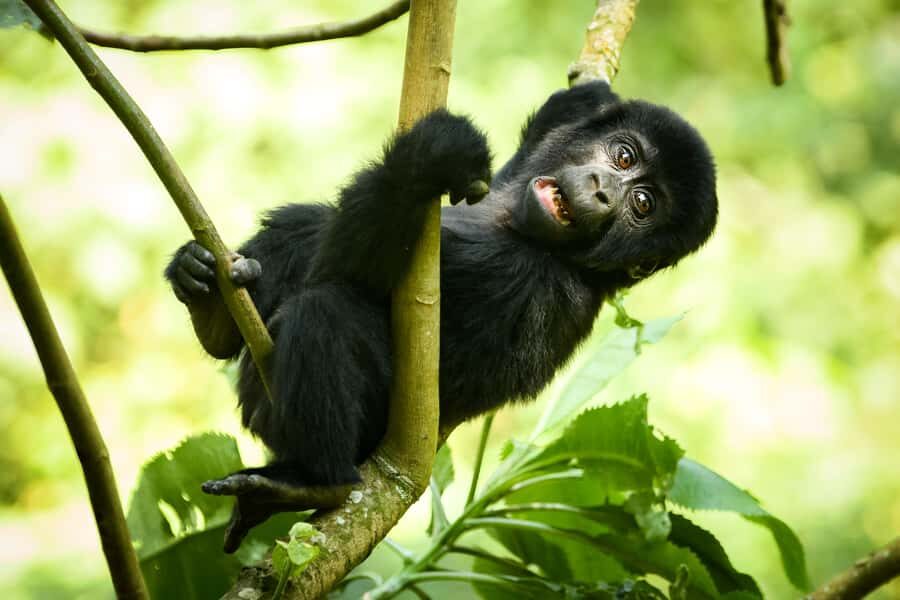 From Kigali: 2-Day Gorilla Trek in Bwindi - The gorilla trek: tracking through dense foliage and the hour with habituated families