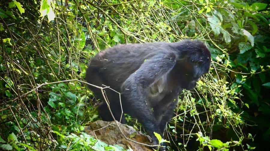 From Kigali: 2-Day Gorilla Trek in Bwindi - Communication, guides, and what makes it feel authentic