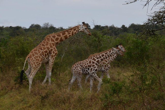 Full-Day Lake Mburo National Park Safari with Boat trip (2 day option available) - Pricing and Value: Why $400 Can Make Sense Here