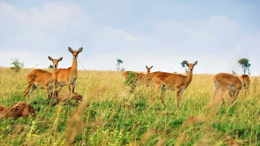Kampala: 3-Day Murchison Falls Safari - Day 1: The Kampala to Murchison Falls Road Trip, Then Wildlife at the Gate