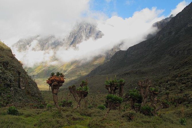Mountain Rwenzori Trekking Uganda 9 Day Safari - Stanley plateau to Margherita summit: the glacier approach and the 3-hour summit push