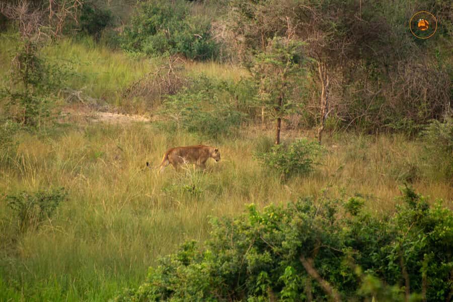 The Big5 3 Days Wildlife Adventure Experience in Uganda. - Price and value: is $900 per person reasonable?