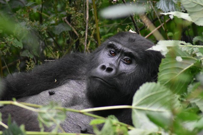 Three Days Gorilla Safaris In Uganda - Day 1: Kampala to Bwindi with Equator, Mbarara, and Kabale stops
