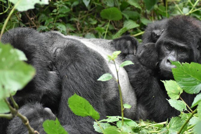 Three Days Gorilla Safaris In Uganda - The overnight strategy: sleeping in the same forest zone you’ll trek