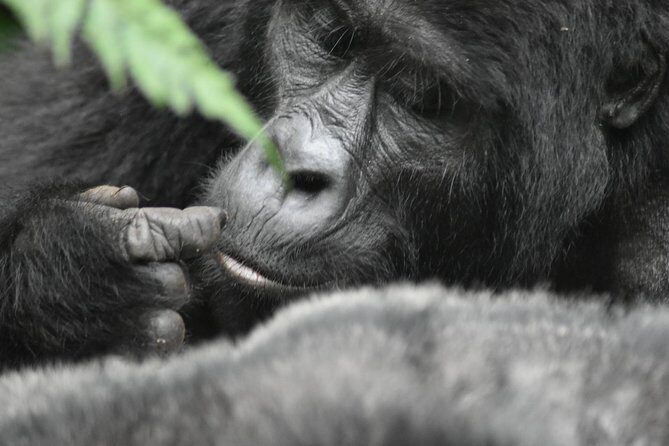 Three Days Gorilla Safaris In Uganda - Day 2: Sunrise, registration, briefing, and real gorilla trekking