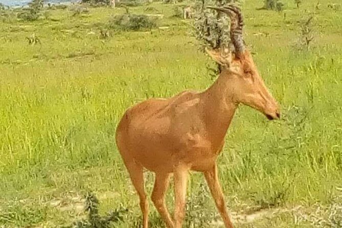 Three Days Murchison Falls National Park Tour in Uganda - Day 1 dinner and overnight: why that timing works