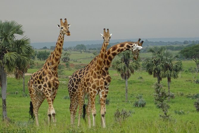 Three Days Murchison Falls National Park Tour in Uganda - Who this tour fits best (and who should think twice)